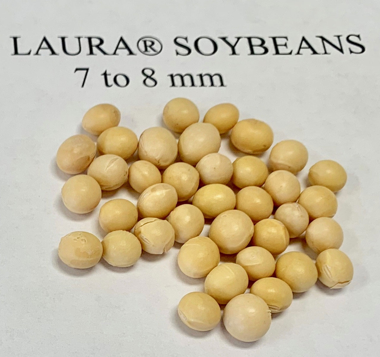 A close up of Laura Soybeans with the label "7 to 8 mm".