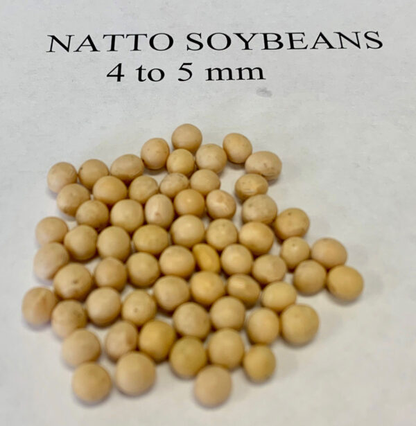 A closeup of Natto soybeans with the label "4 to 5 mm".