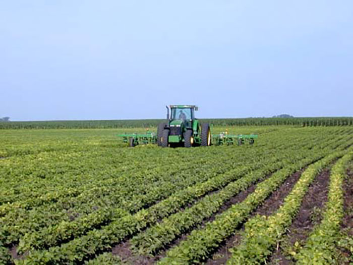 A tractor row cultivating rows of Laura Soybeans.