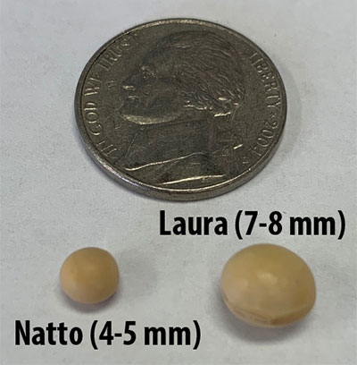 An image showing a nickel next to a Laura Soybean labeled 7-8mm and a natto soybean labeled 4-5 mm.