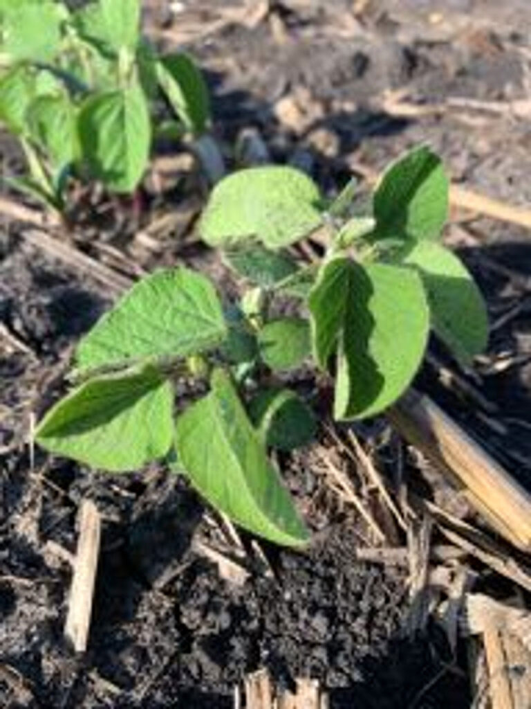 A closeup of some small Laura Soybean plants.