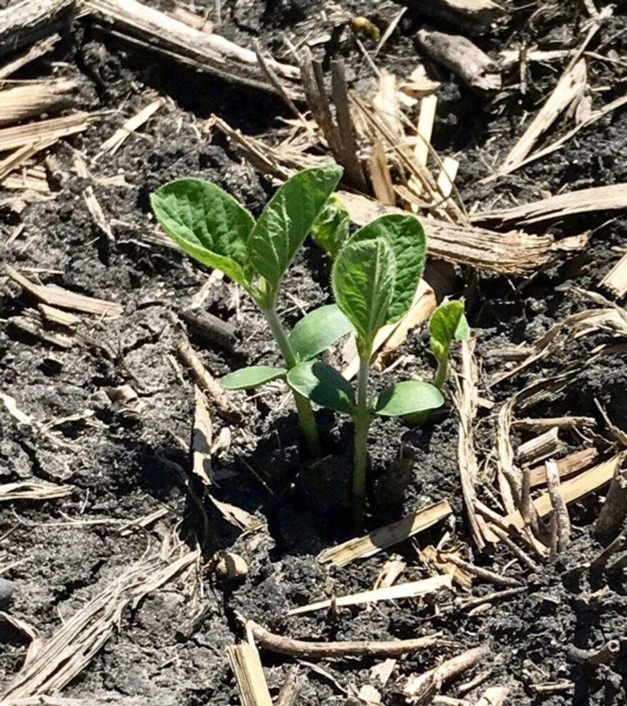 A closeup of a growing Laura Soybean plant. The first mature leaves are just starting to open up.