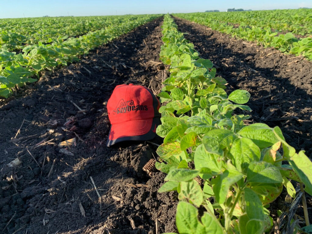 A red and black Laura Soybeans hat next to a row of Laura Soybeans. The plants are just a little taller than the hat.