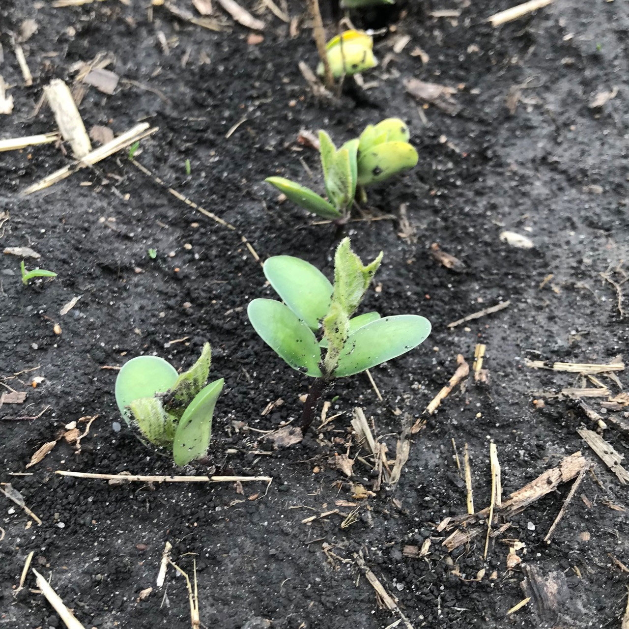 A closeup of a few Laura Soybean plants sprouting. Most plants have only 4 leaves showing.