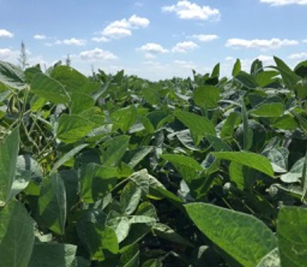 A closeup showing the tops of the Laura Soybean plants.