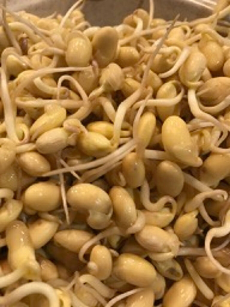 A close up of sprouted soybeans.