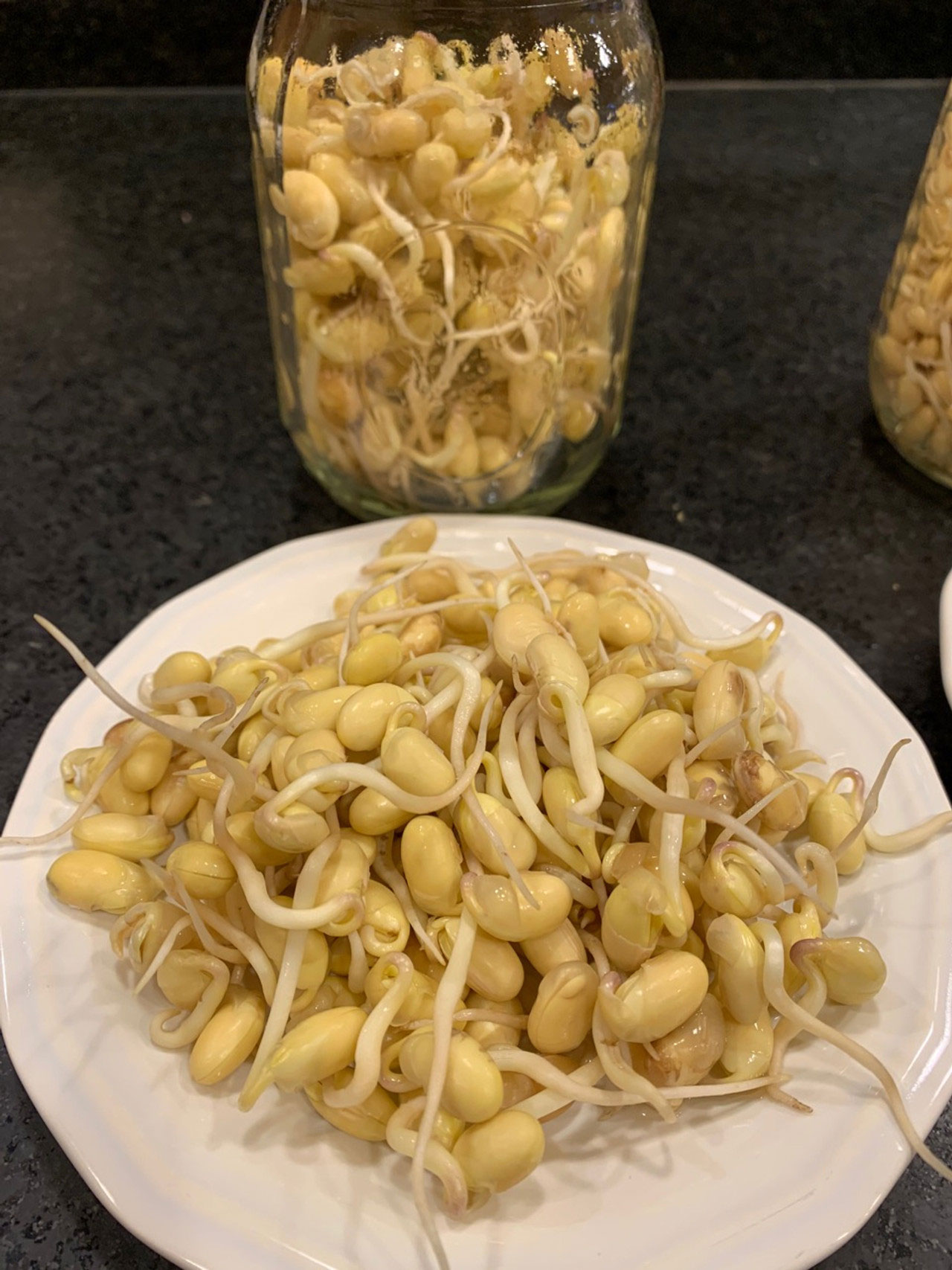 A white plate with sprouted Laura Soybeans, showing a single root coming out of each bean.