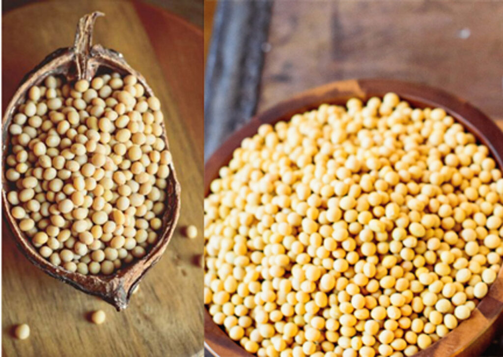 Two images, side-by-side. One has the larger Laura Soybeans, and the other has the smaller natto soybeans.