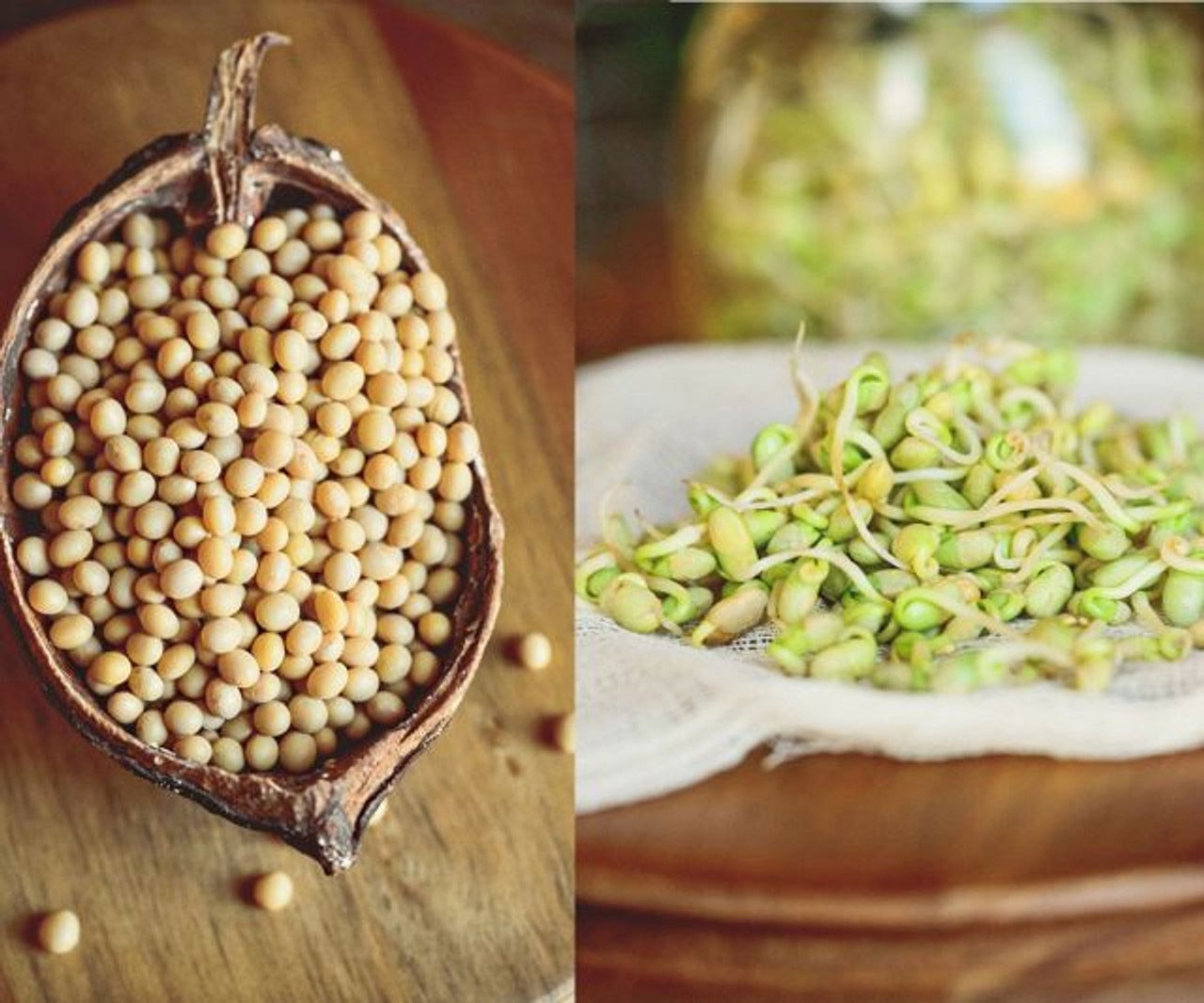 Two side-by-side images, one showing Natto Soybeans, the other showing soybean sprouts on a cheesecloth.