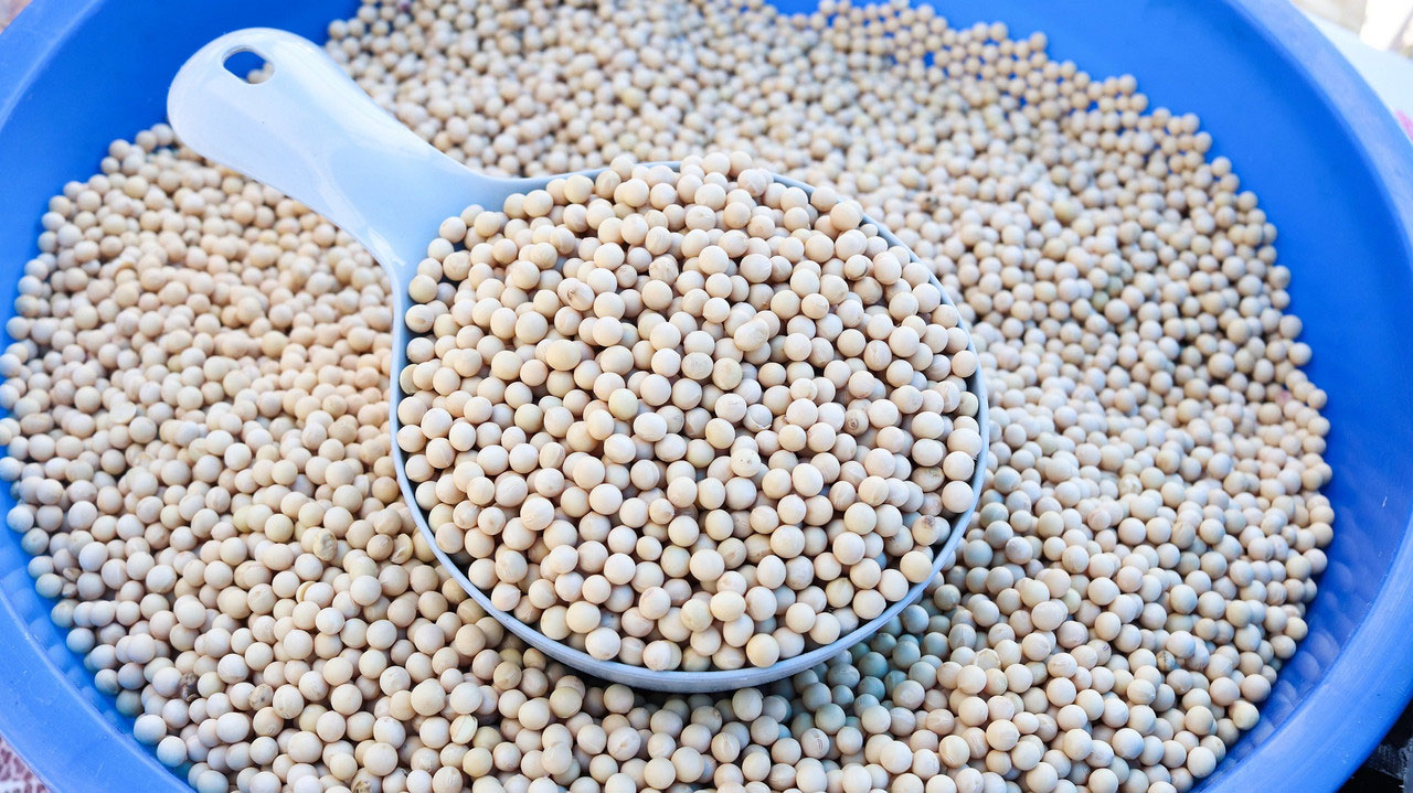 A blue plastic tub filled with soybeans. There's a large grey scoop in the tub that is also filled with soybeans.